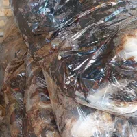 خرما ضایعات