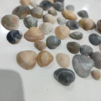 صدف سنگ گل گیاه
