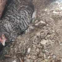 مرغ کت
