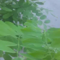 پک کامل کشت ویژه کشاورزی