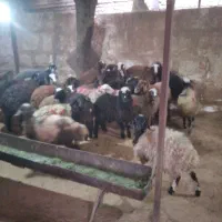 گوسفندزنده شبانه روزی با قصاب