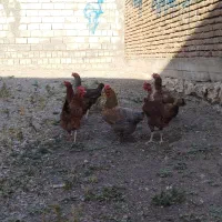 مرغ محلی تخم گذار