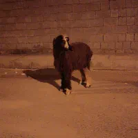 بره ماده