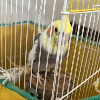 فروش عروس هلندی سخنگو