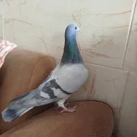 کفتر|پرنده|تفت, |دیوار