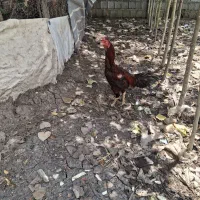 تتم مرغ دورگ لاری