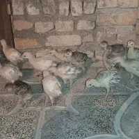 جوجه بوقلمون