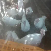 بوقلمون گوشتی