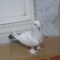 مست و اماده جهت جفت