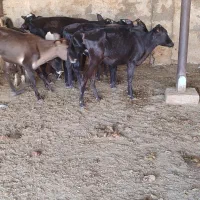 ۸ راس وساله نر وماده