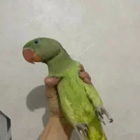 طوطی برزیلی بزرگ