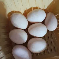 تخم ا.ردک محلی مخصوص جوجه کشی
