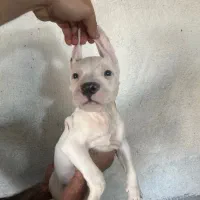 داگو جنسیت نر ۲ ماهه