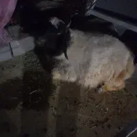 بره چاق شیر مست و کره چاق