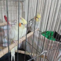 یک جفت عروس هلندی