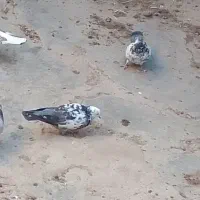 کبوترگمشده|پرنده|ایجرود, |دیوار