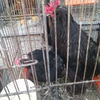 مرغ وخروس بلک سیاه مرندی