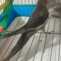 عروس هلندی ماده باهوش دستی