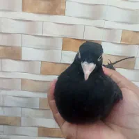 کبوترزاغ