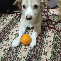 توله سگ|سگ|محمدشهر, شهرک پیام (مهرالبرز)|دیوار