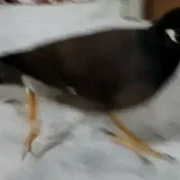 مرغ مینا