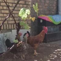 مرغ و خروس