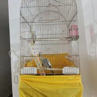 عروس هلندی