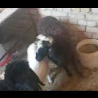 بره نر   و  ماده هم فروش هم معاوضه با بره بزرگ