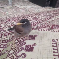 جوجه مینا افغان یک ماهه