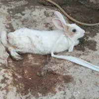 خرگوش ماده و نر