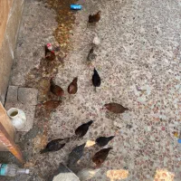 جوجه بزرگ دوماهع