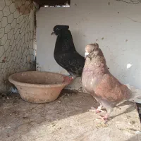 دو جفت کفتر پرشی آس