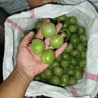 گردو|خوردنی و آشامیدنی|اصفهان, چرخاب|دیوار