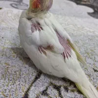 جوجه عروس