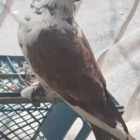 دوتا کفتر و دو عدد جوجه یجا