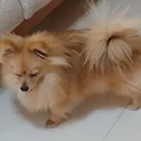 پامر نر ۱۱ ماهه