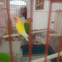 کوتوله جفت
