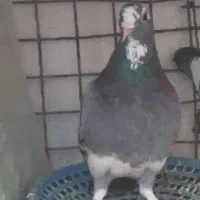 گوک