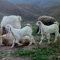 بزغاله پاکستانی اصیل