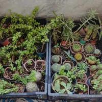 گل آپارتمانی کوچک و بزرگ