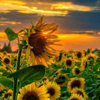 جذب سرمایه با سود ماهیانه