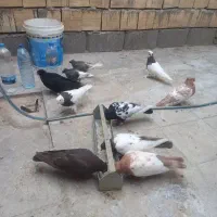 ۱۰تا کفتر