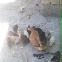 مرغ جوجه