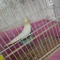 عروس هلندی نر مست