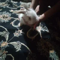 خرگوش لوپ