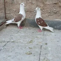 دوکتی پلاکی