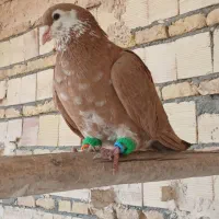 ساده هفترنگ و سار قلدر