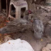 اردک فروشی