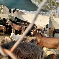 گوشت تازه