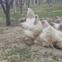 مرغ و خروس برهما